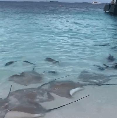 2万预算能去马尔代夫吗,2万元马尔代夫旅游