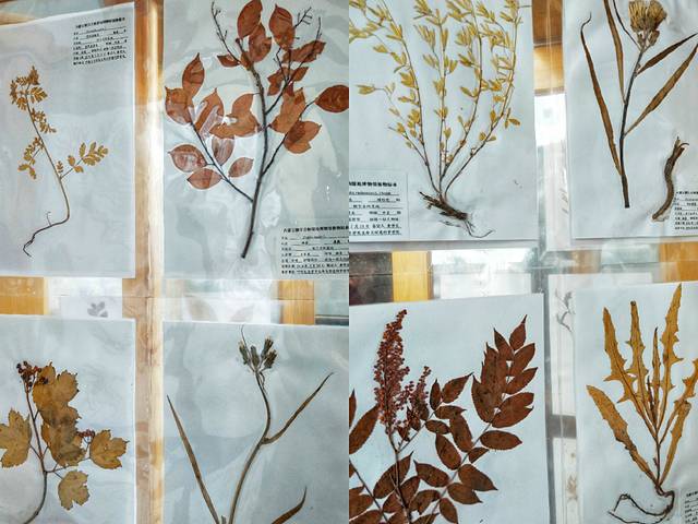 自驾呼伦贝尔草原公路,呼伦贝尔草原自驾公路