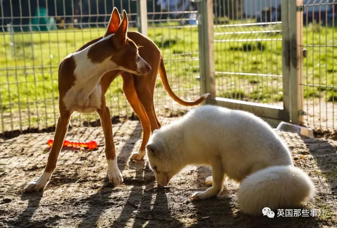 一只差点被做成皮草大衣的北极狐，如今白白胖胖过上了圣诞节