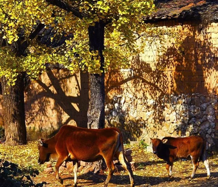 2020骞翠綑棰濆凡涓嶈冻,2019骞村凡浣欓涓嶈冻