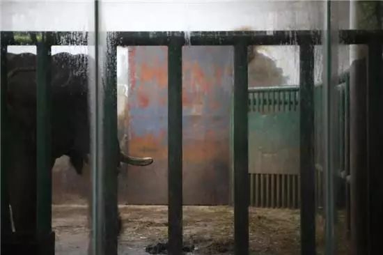 大象踩死驯养员官方通报,动物园回应大象踩死驯养员