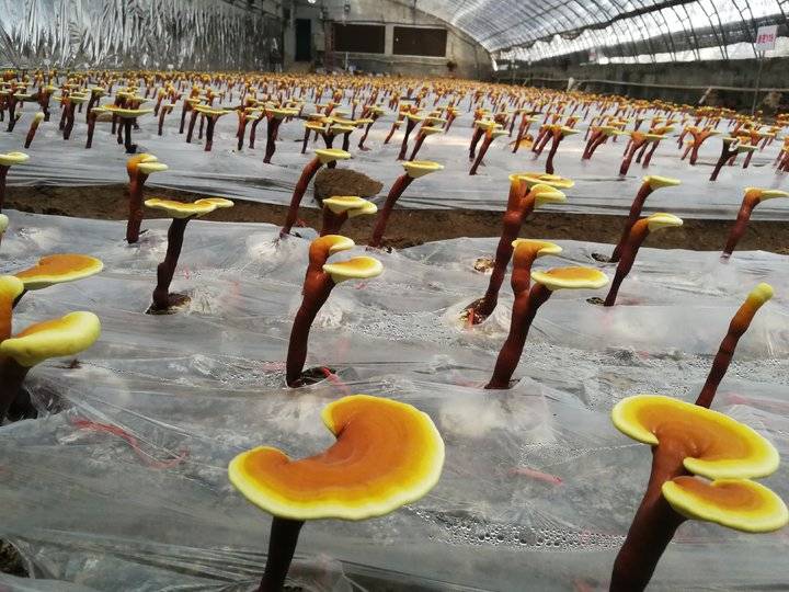 灵芝山东特产,山东最大灵芝基地在哪里