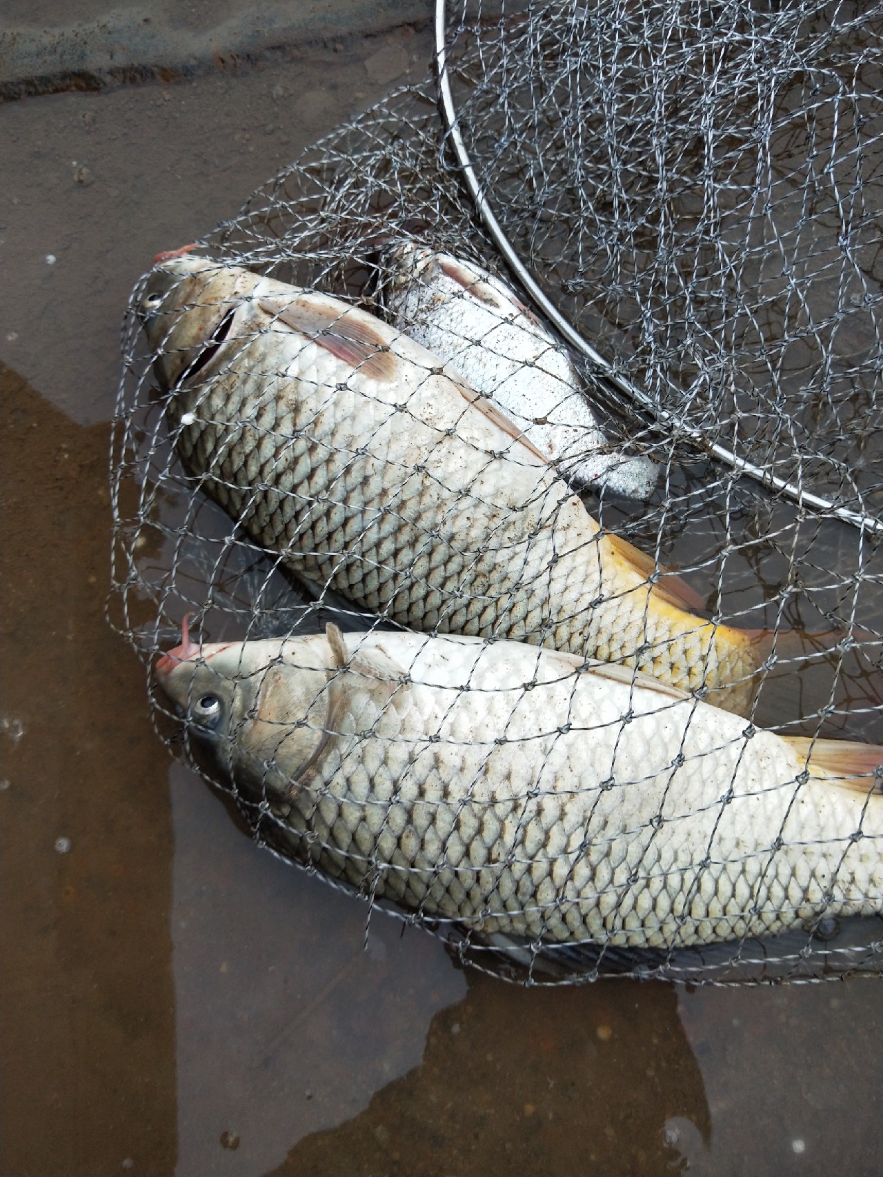 弹钓教学,抛钓竿钓鱼方法与技巧