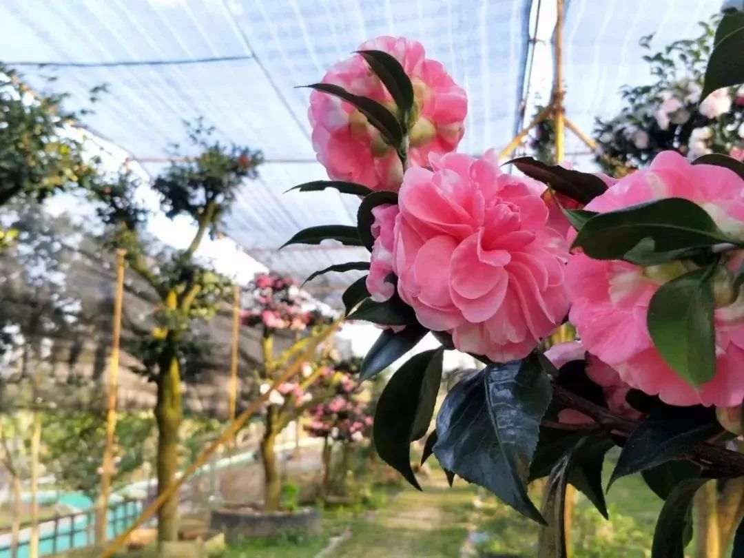 柳城周边游玩景点推荐,柳北旅游推荐