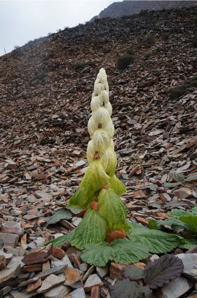 植物过冬用保温棉,冬季房屋防寒小妙招
