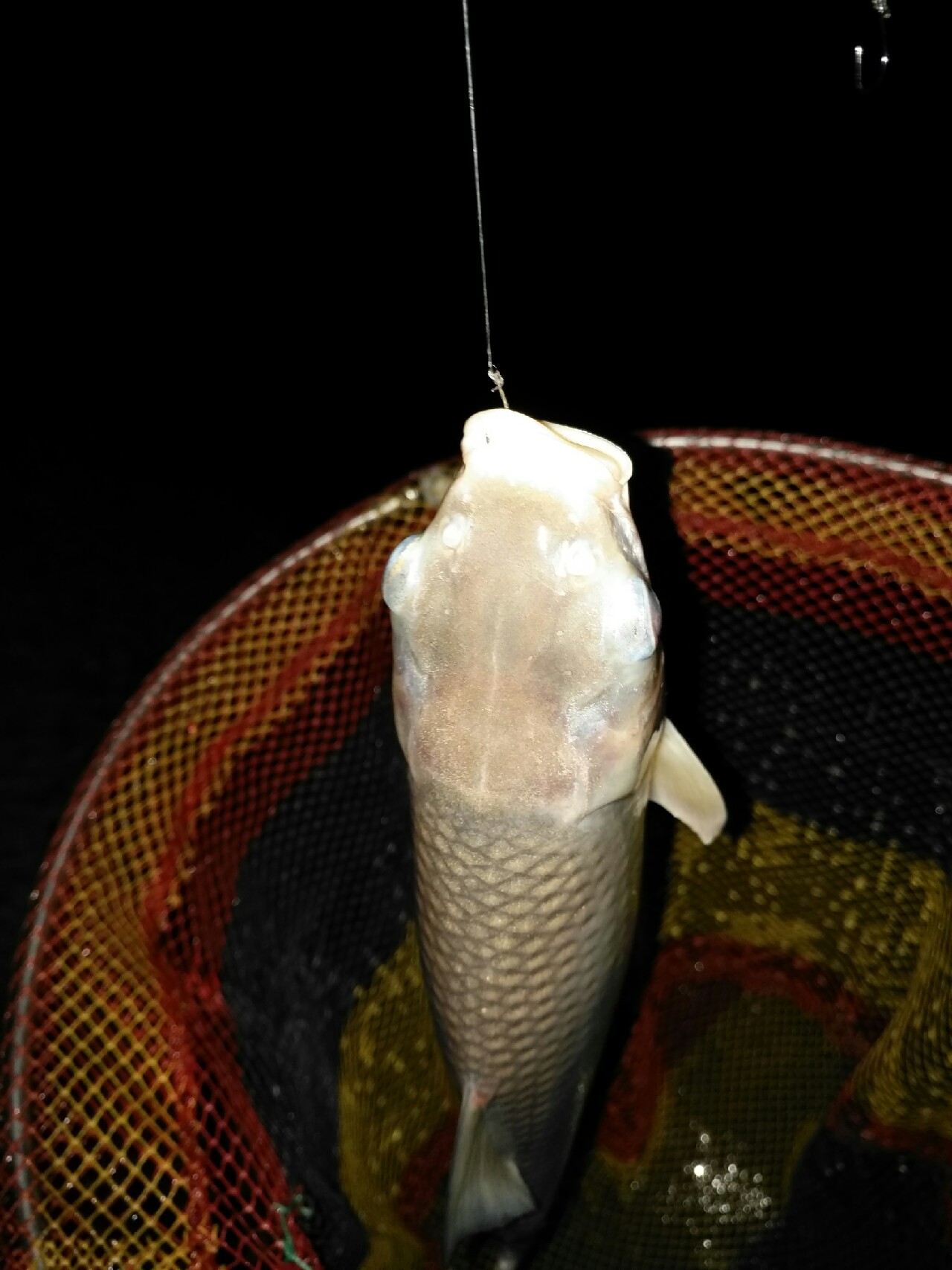 野钓运气爆棚,野钓钓到了1000斤大鱼