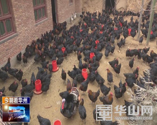 “鸡司令”孙彦强：致富不忘贫困户热心帮扶促脱贫