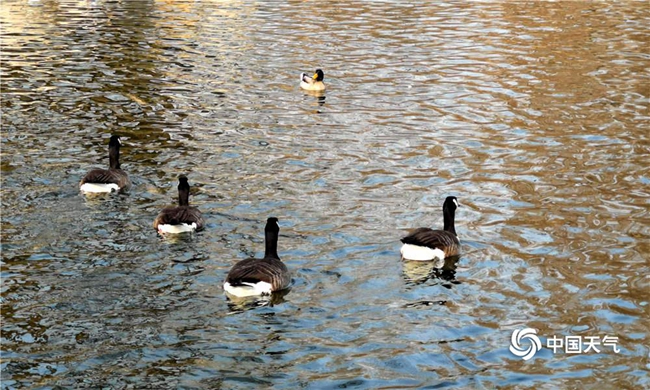 三九是一年中最冷的时候,三九是最冷的日子吗