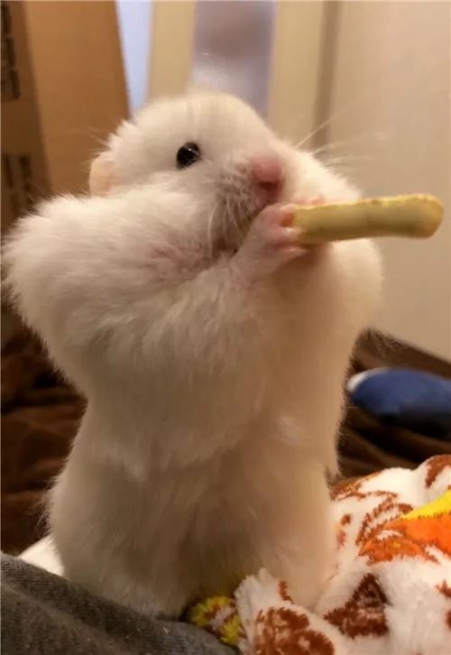 日推网友鼠年仓鼠腮帮子大赛，满屏圆滚滚毛茸茸敲可爱