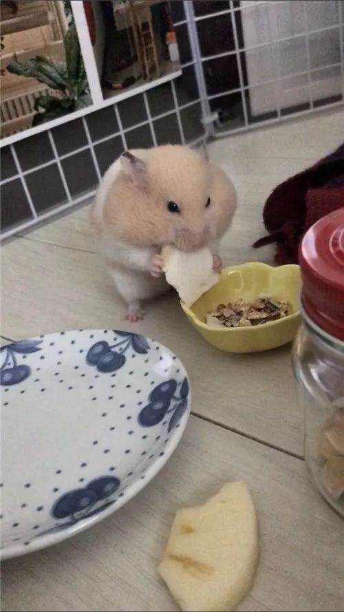 日推网友鼠年仓鼠腮帮子大赛，满屏圆滚滚毛茸茸敲可爱