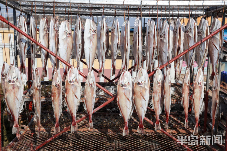 晾晒的各种鱼悬挂路边很是壮观，面包鱼价格为35元一斤，大鲈鱼42一斤……