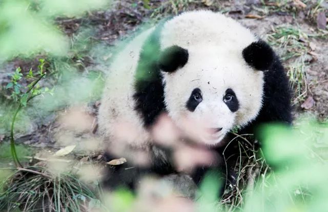 TheStoryoftheBlackWhite“LivingFossil”︱一只黑白“活化石”的前世今生