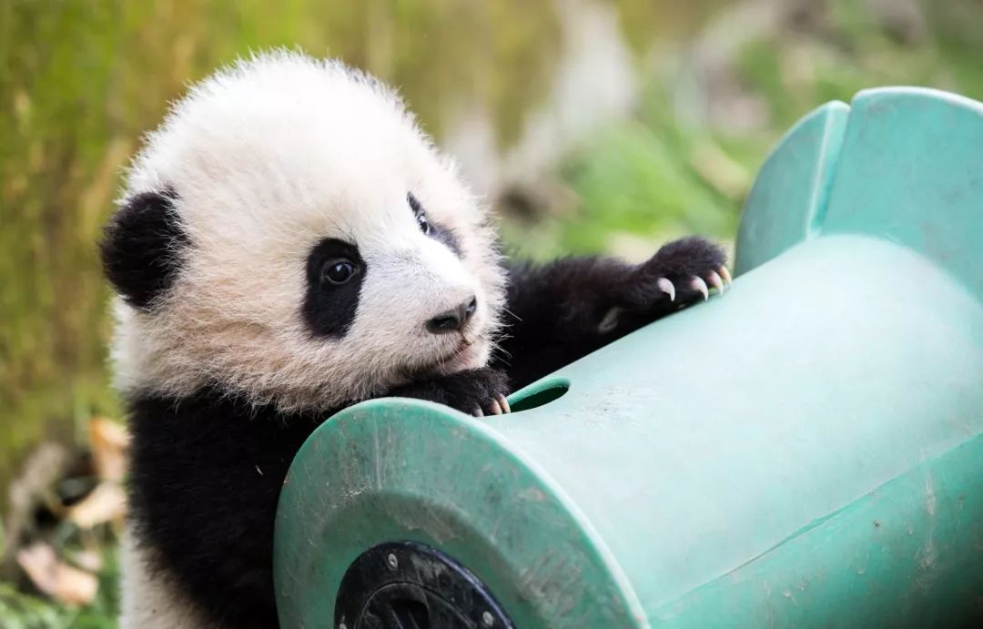 TheStoryoftheBlackWhite“LivingFossil”︱一只黑白“活化石”的前世今生