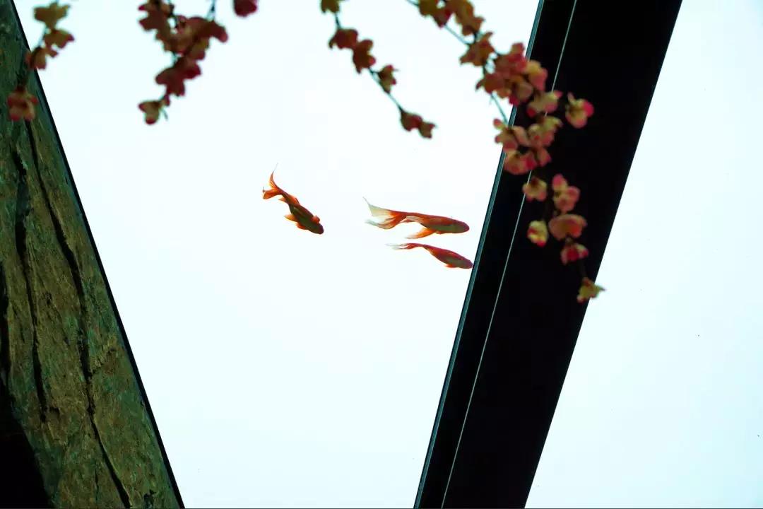 南通又一网红打卡点即将开建,南通网红打卡景点网红桥