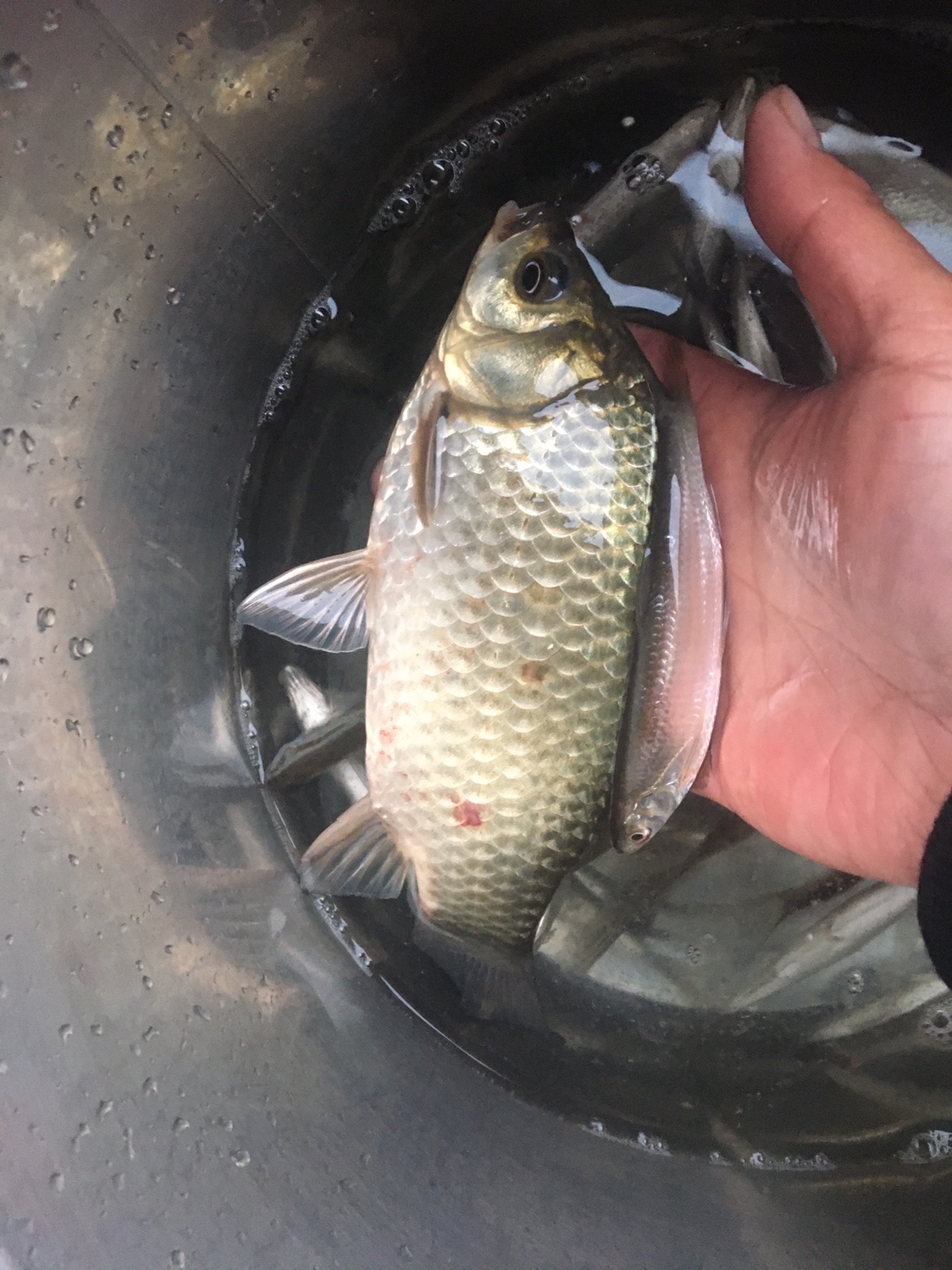 夏季小杂鱼闹窝怎么钓大板鲫,冬钓大板鲫如何避开小鱼