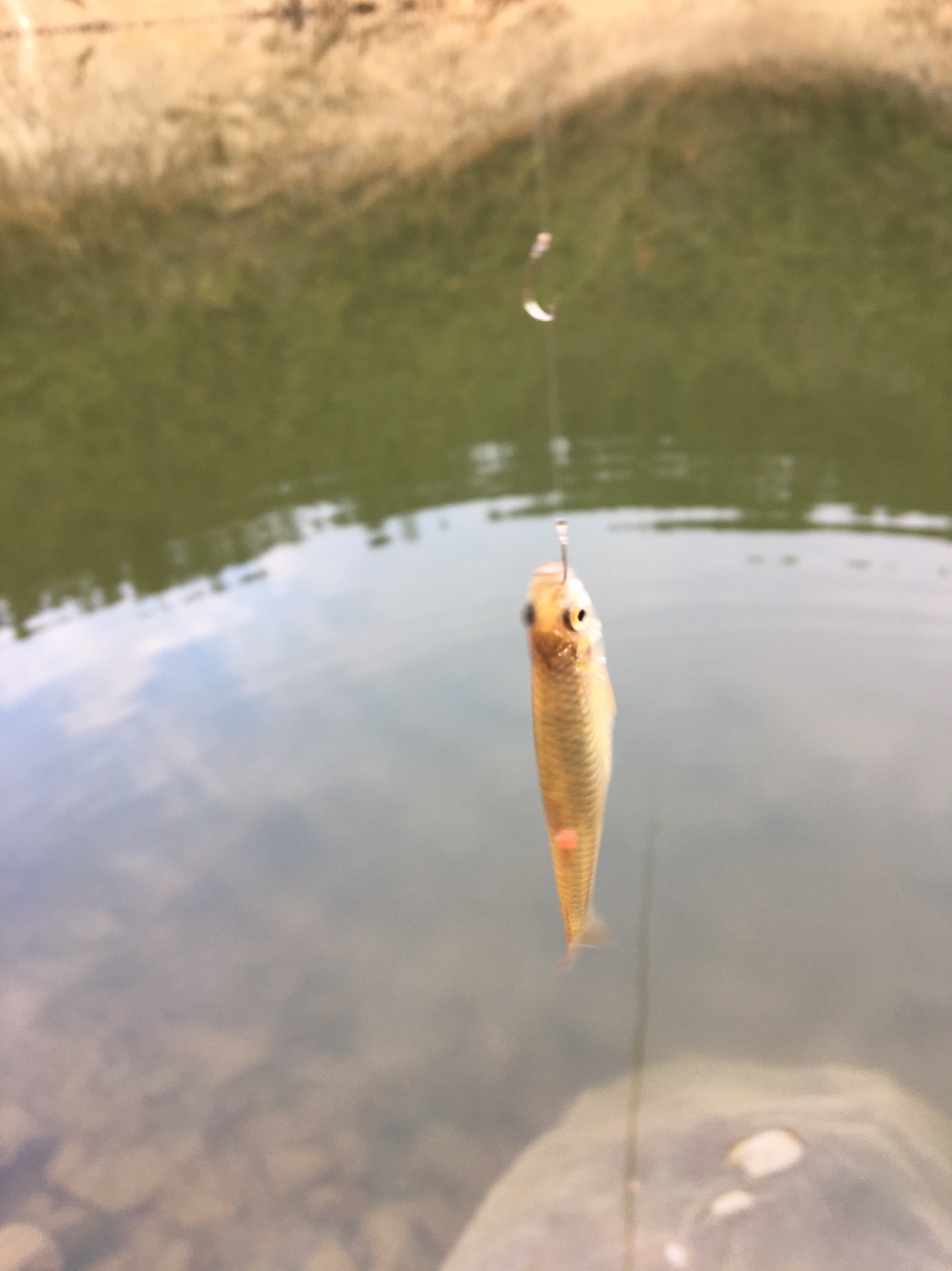 夏季小杂鱼闹窝怎么钓大板鲫,冬钓大板鲫如何避开小鱼