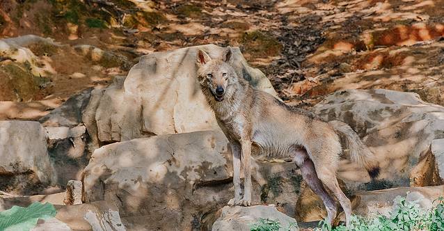 来长隆隆重过大年暖冬游长隆,暖冬游长隆福路通