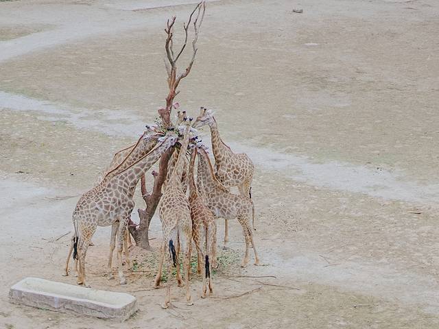 广州长隆野生动物世界旅游攻略,暖冬长隆3天2晚