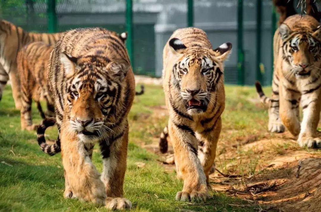你好我叫长沙原版视频,你好我叫长沙县完整视频