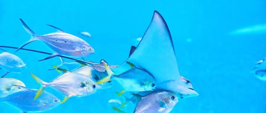 利民街沪上,上海景点年票怎么买