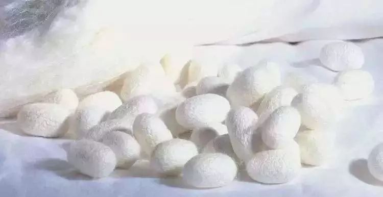 纯蚕丝被100%桑蚕丝保暖裤,蚕丝裤一条过冬