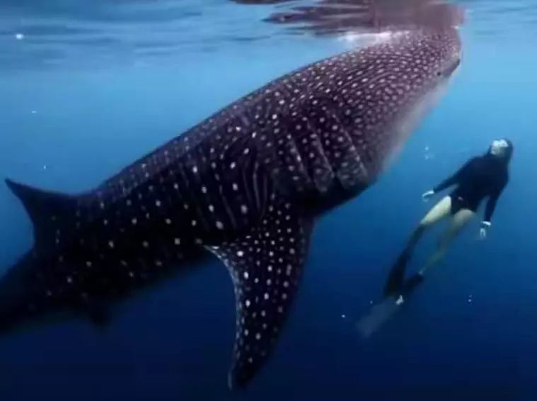 本来想去薅羊毛，却沉迷在这张“活的”地图上……