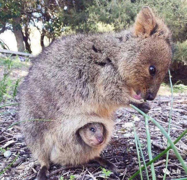鼠年春晚说鼠,央视科普鼠年说鼠