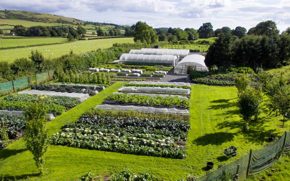 蚊子草怎么吃最好,蚊子草的食用方法