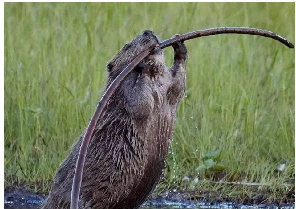 属鼠初一到三十,属鼠生在初一好吗