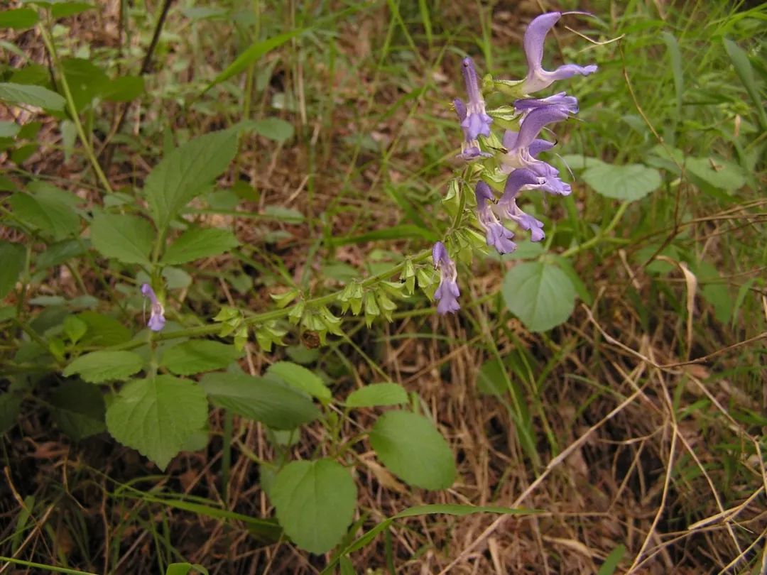 植物与植物之间发生的故事三年级,植物相爱相杀