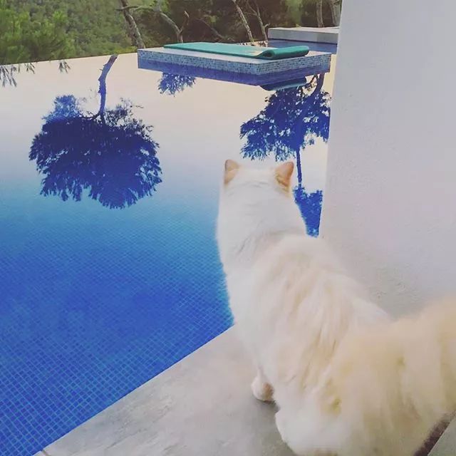 继承老佛爷遗产的猫怎么样了,老佛爷的猫咪现在怎么样了