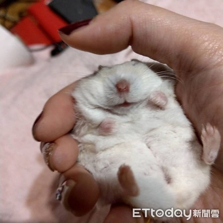 仓鼠结扎露粉红嫩肚 举起小手打招呼