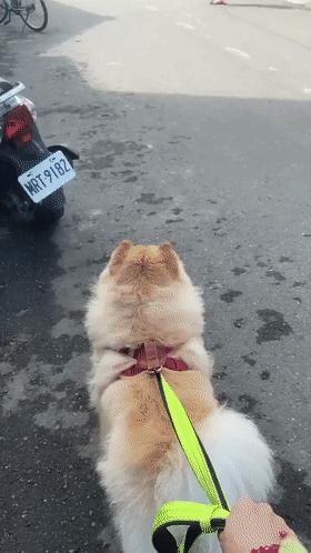 别人家的柯基vs自家的柯基,柯基加松狮是什么样的狗