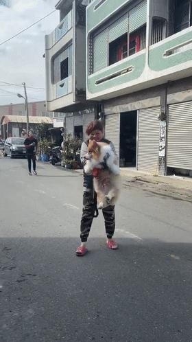 别人家的柯基vs自家的柯基,柯基加松狮是什么样的狗