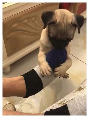 狗狗对袜子的执念，竟然还有科学解释