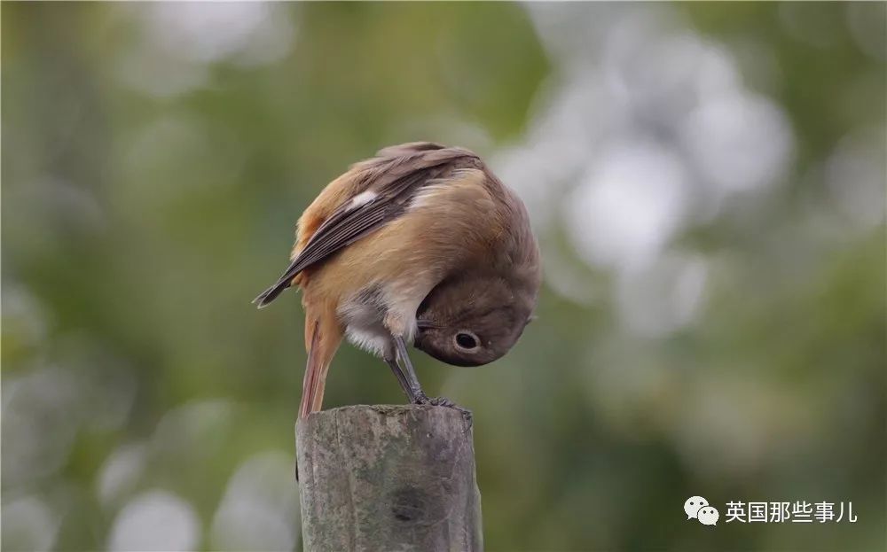 同样是冬天胖成球，凭什么鸟球就这么可爱