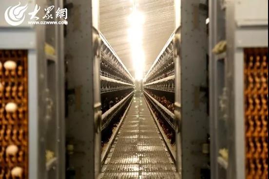 1元微力量捐款到武汉丨30枚爱心鲜鸡蛋26.8元，顺丰包邮到家