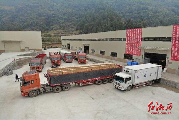 广西全州柑橘销售,石门县柑橘产销量