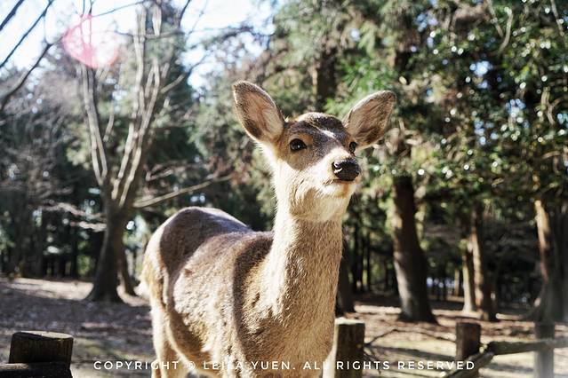 日本购买新冠口罩,去日本买口罩的便宜吗