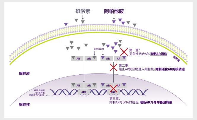 精雕细琢|TITAN研究之阿帕他胺在mHSPC患者获益的风险分层分析