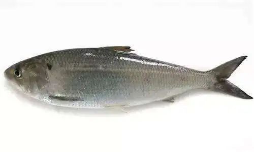 鳜鲥鳎鲉鲬鲿鳢鲷䲟鳓鳑鲏鲯鳅鳗鲡，你都认识吗？