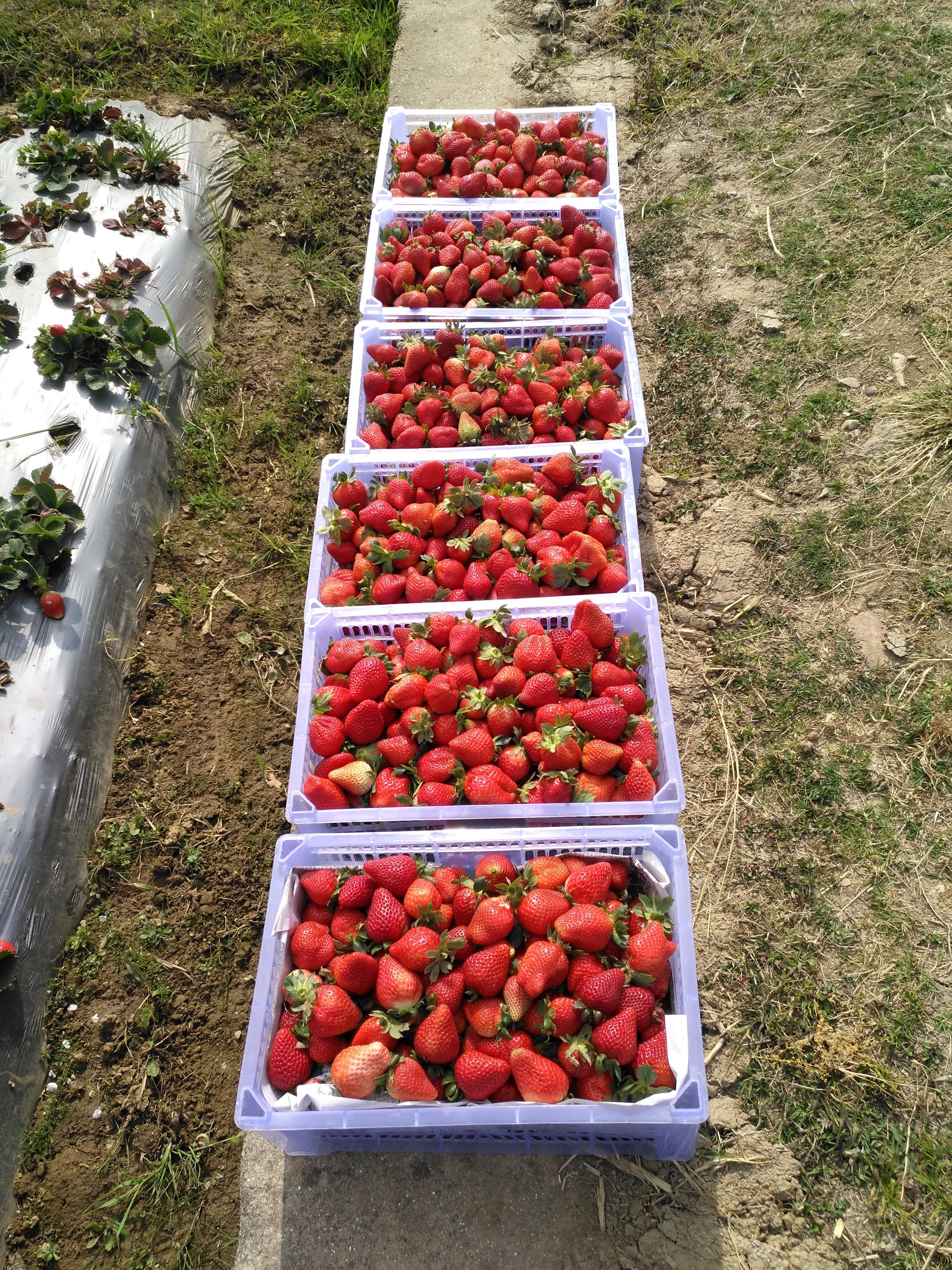 “笨办法”，获“奇效”！保山腾冲草莓销售喜迎“春天”