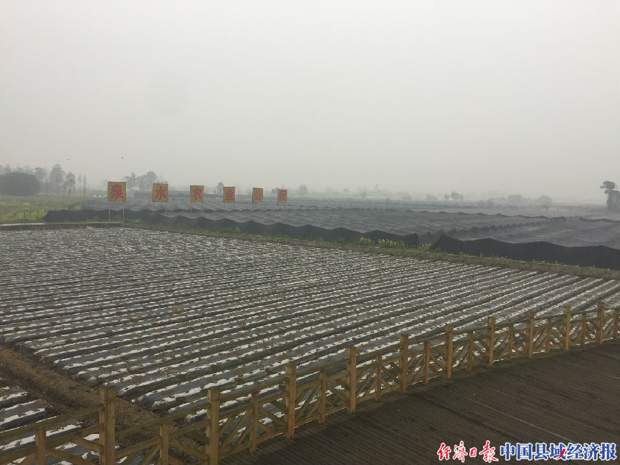 四川什邡雪茄,什邡雪茄种植地方在哪里