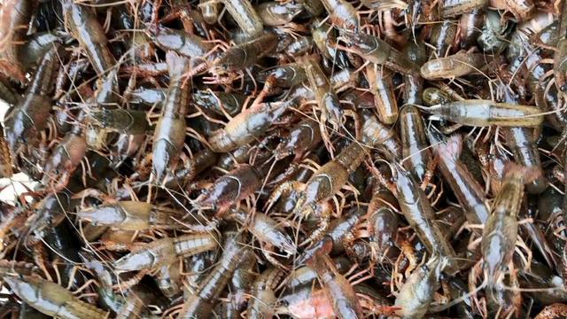 疫情后小龙虾市场将如何,疫情期小龙虾出路