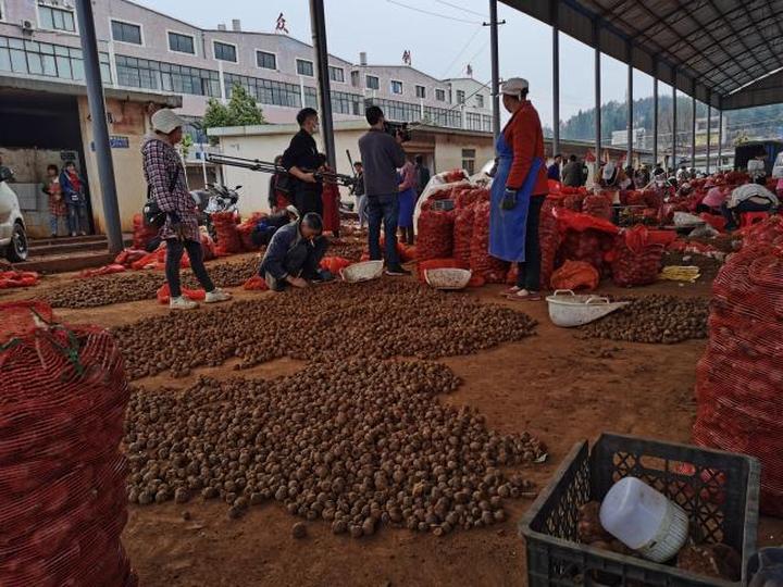 全国最大魔芋市场,富源富村魔芋