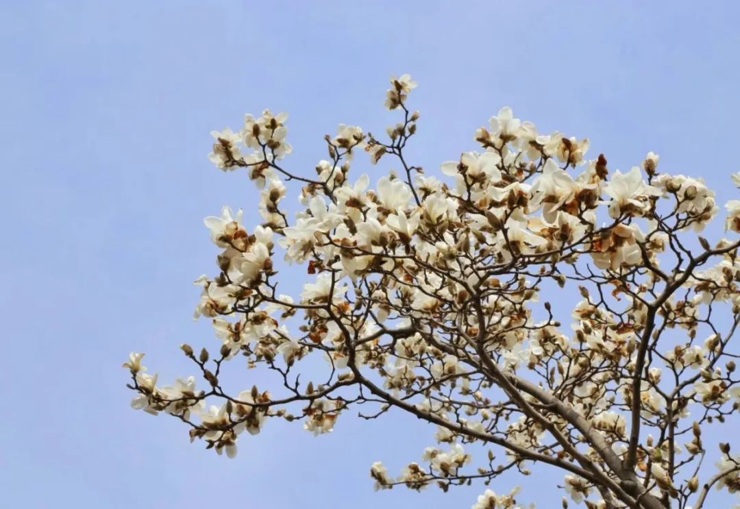 南京赏花地图请收好,江宁赏花好去处