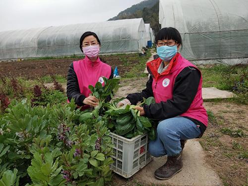 又是一年春来早家乡景色,又是一年春来早万物逢春在今朝