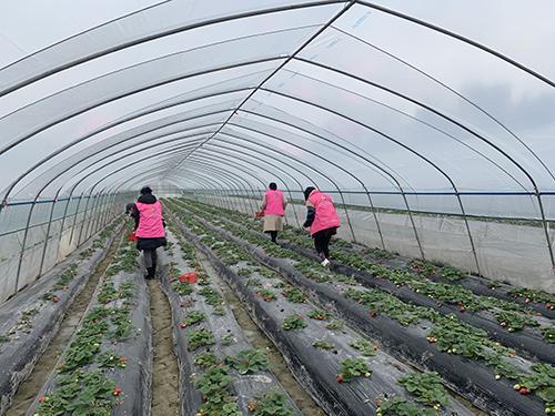 又是一年春来早家乡景色,又是一年春来早万物逢春在今朝