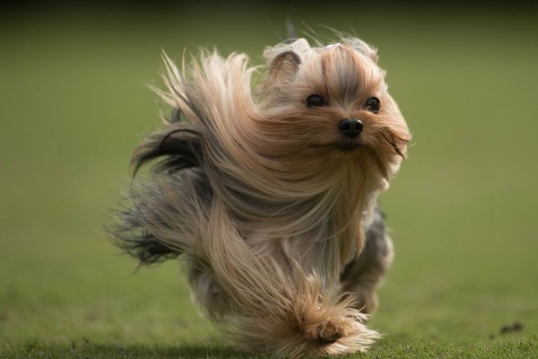 约克夏跑起来的样子,约克夏飞奔视频