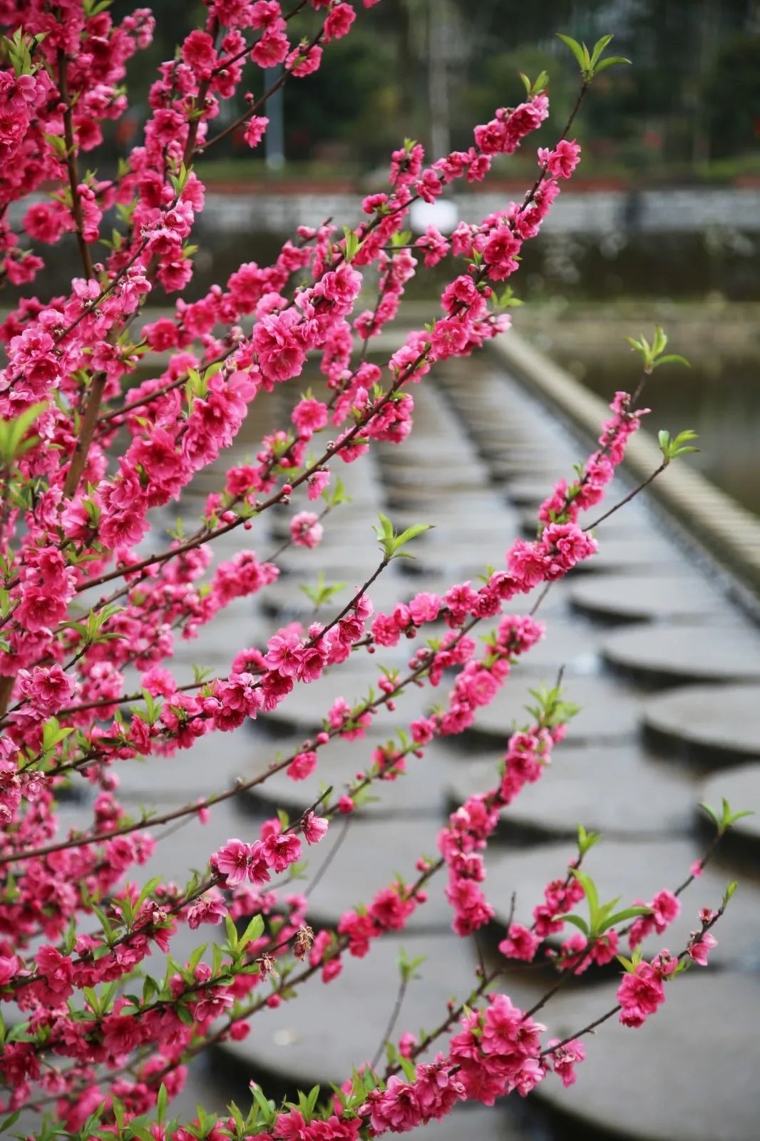 打卡好西乡！桃花胜*光春**，佳人已成双